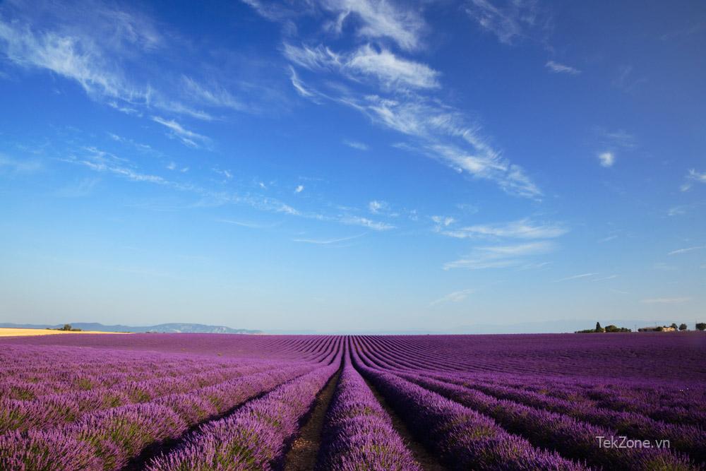 Cánh đồng hoa oải hương ở Valensole, Haute Provence, Pháp.  Tín dụng: Matteo Colombo, Getty Images